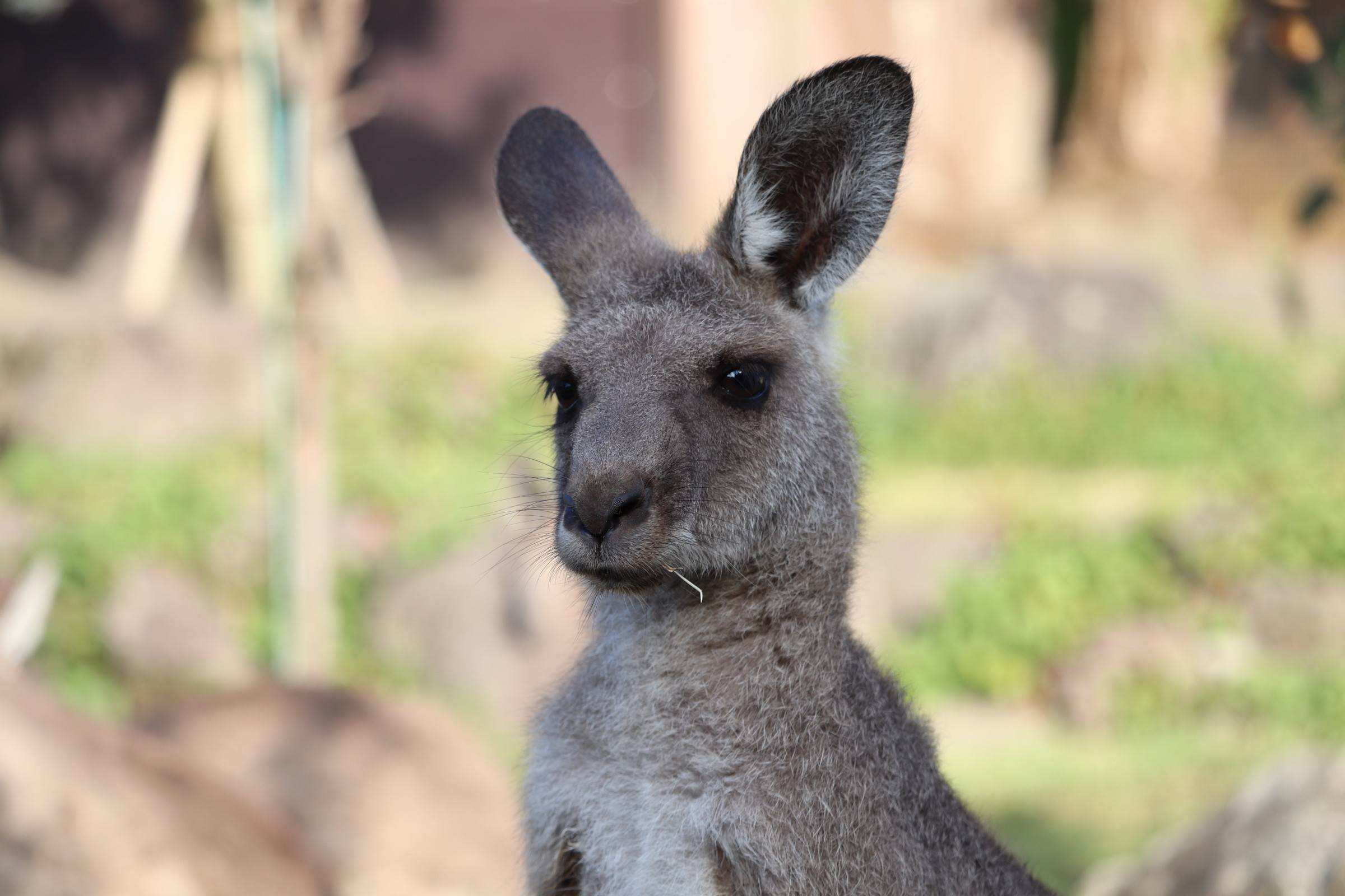 一緒にカンガルーの名前を覚えよう ⑧カエデ編④.jpg