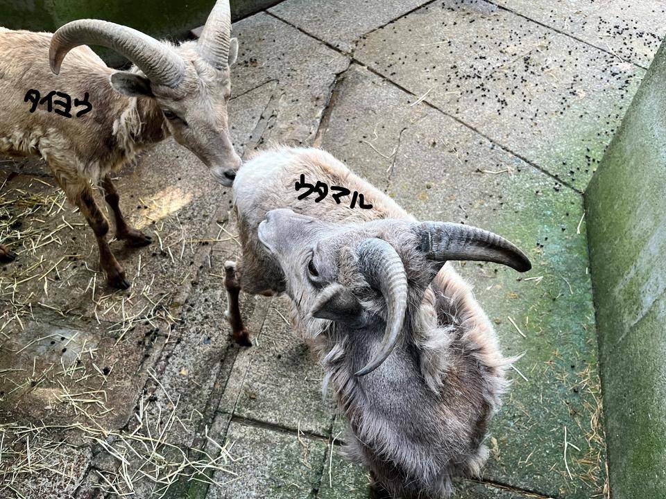 タイヨウ ケツ嗅ぐ.jpg