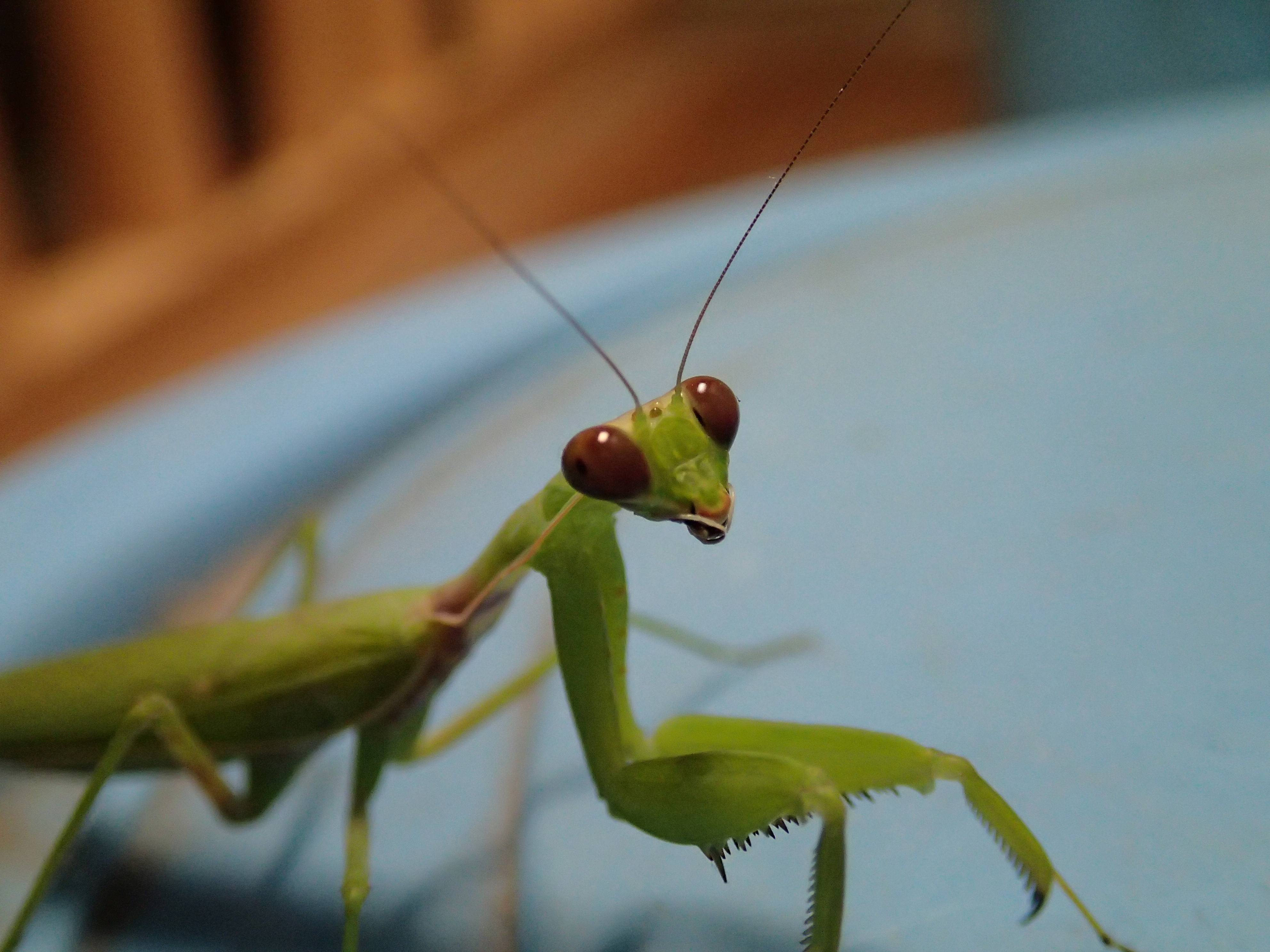 エサ カマキリ