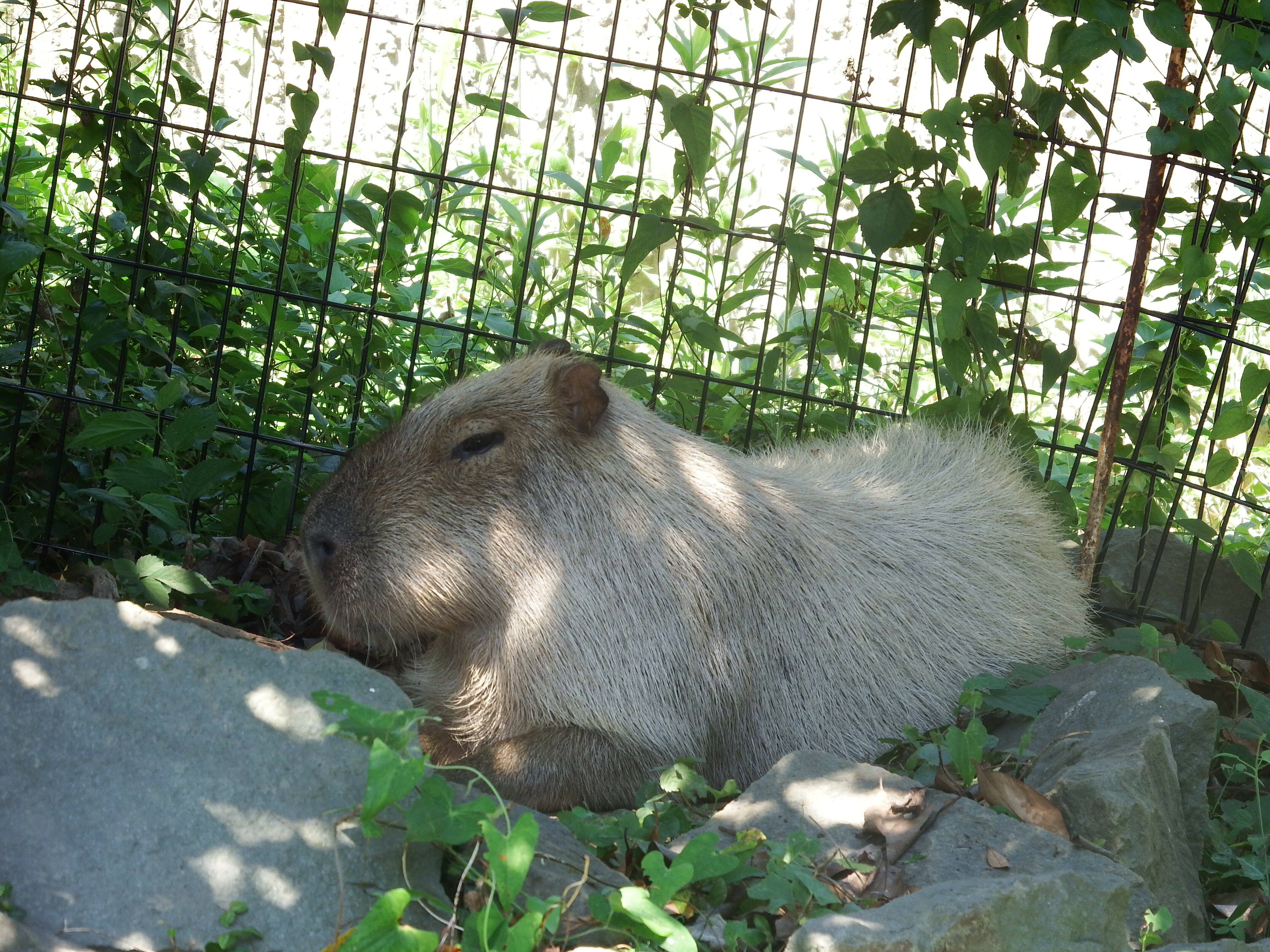 4 木陰ラザニア.jpg