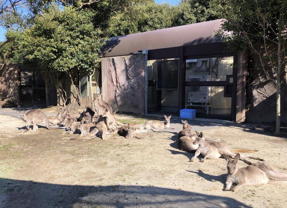 カンガルーのウォークスルー(メス)展示場.jpg