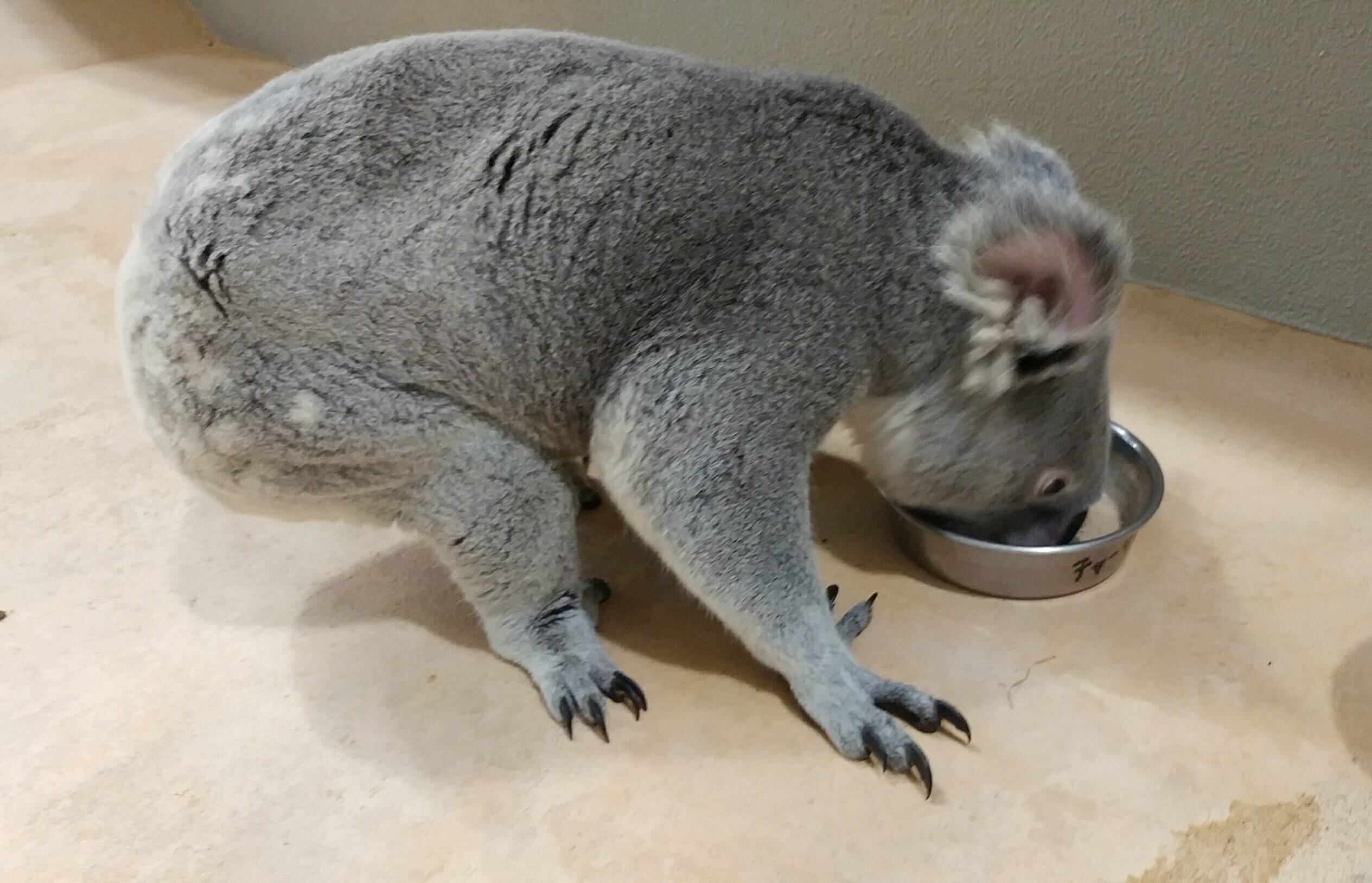 おしり3.jpg