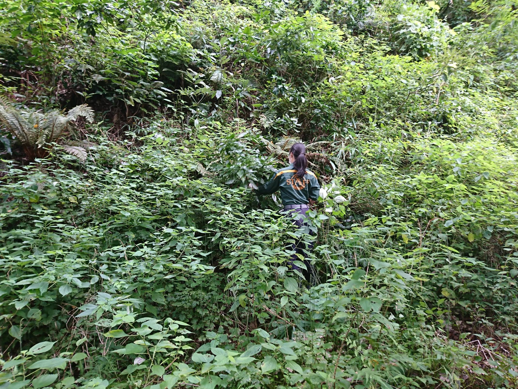 写真③ かき分け刈る飼育スタッフ.jpg