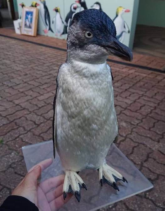 写真④ フェアリーペンギンの剥製.jpg