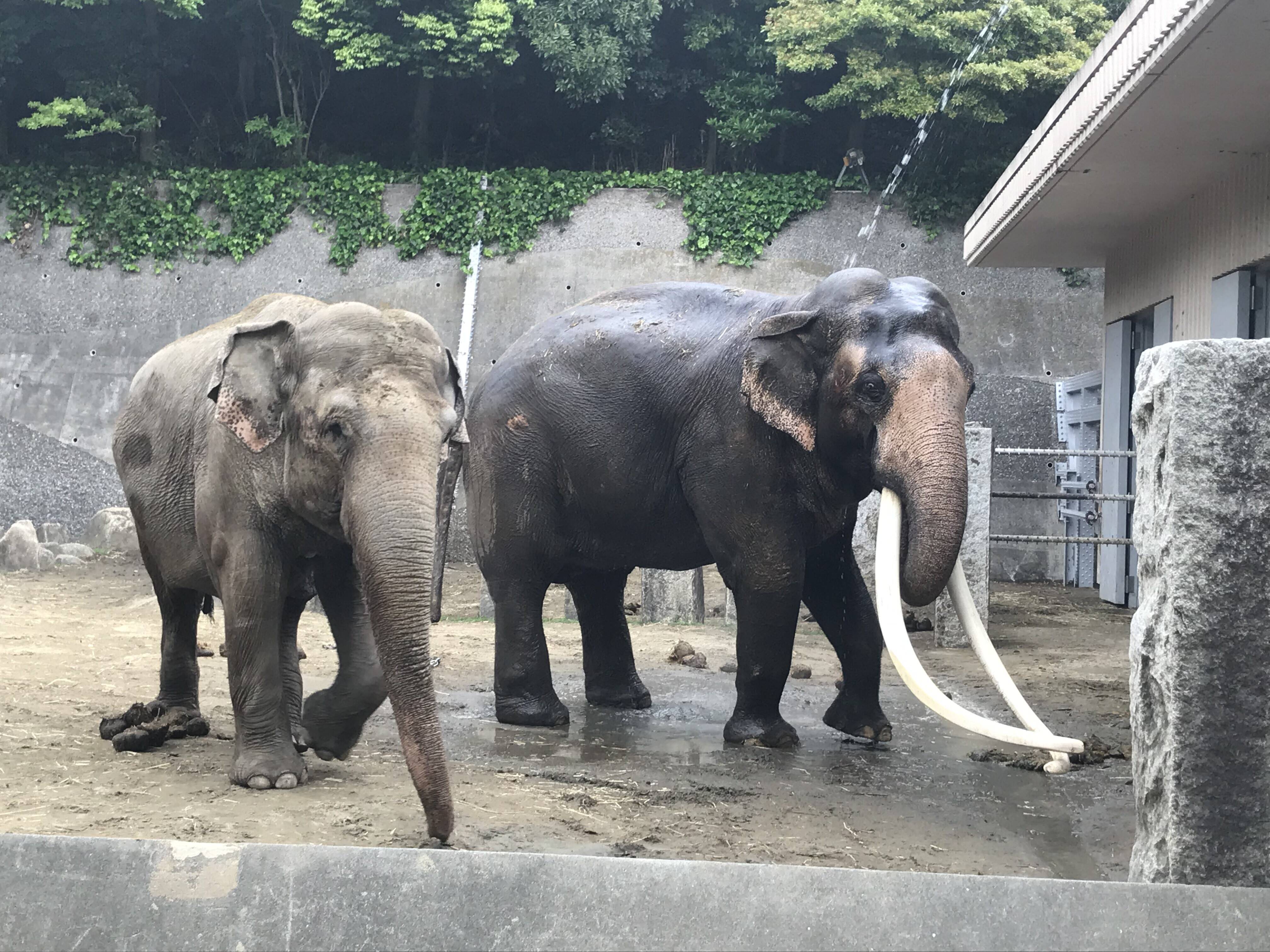 ゾウ達の近況 こぼれ話 金沢動物園公式サイト 公益財団法人 横浜市緑の協会