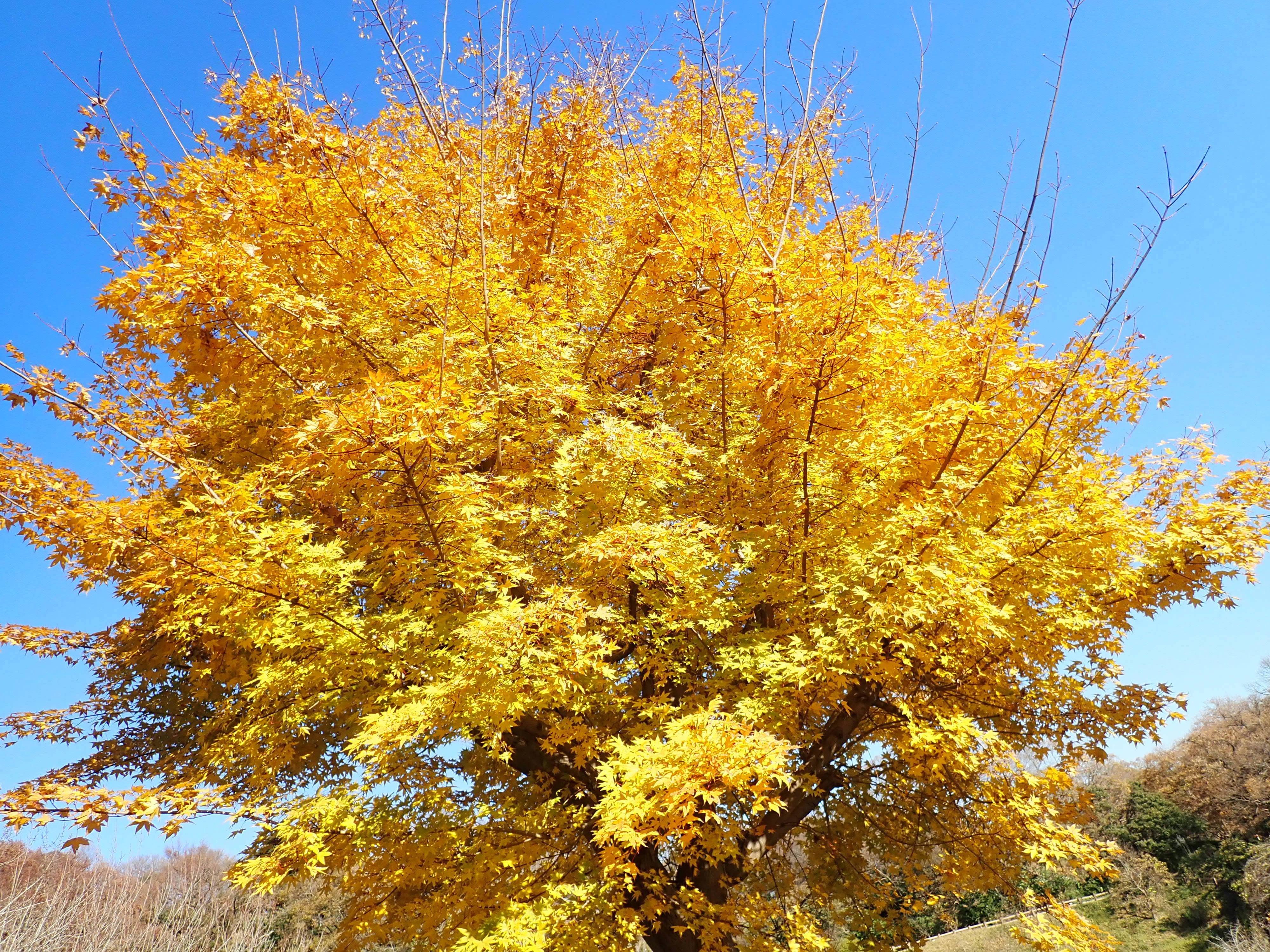 紅葉の終わりの頃 花情報 金沢動物園公式サイト 公益財団法人 横浜市緑の協会