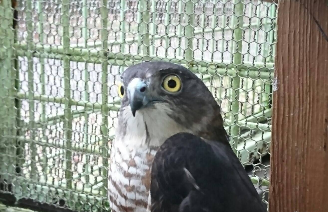 写真⑤ ツミ.jpg