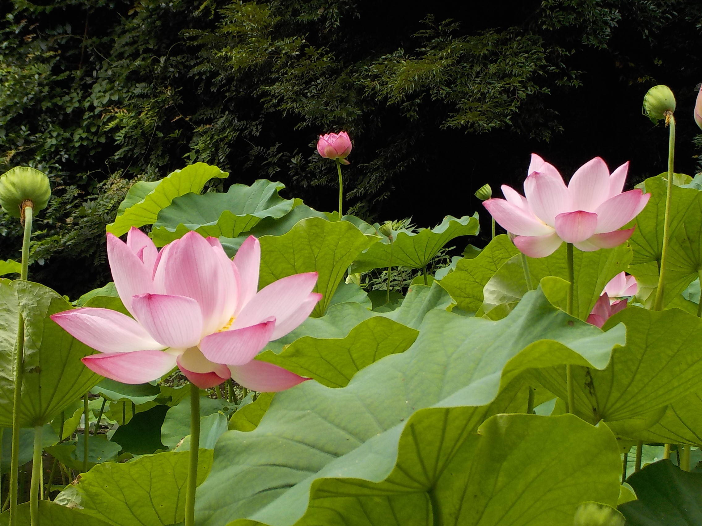 ハスの花 花情報 金沢動物園公式サイト 公益財団法人 横浜市緑の協会