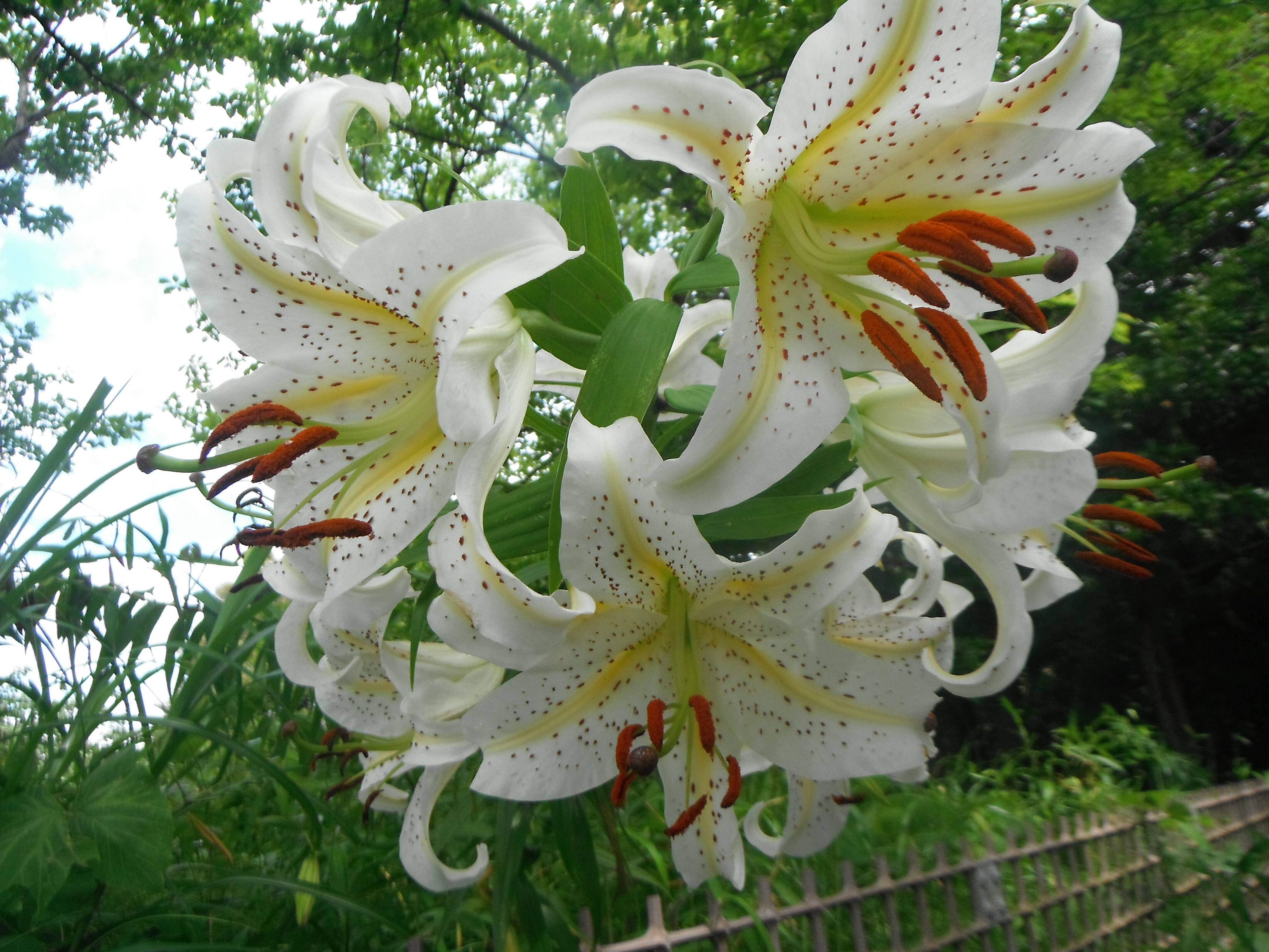 ha20200605-3.jpg