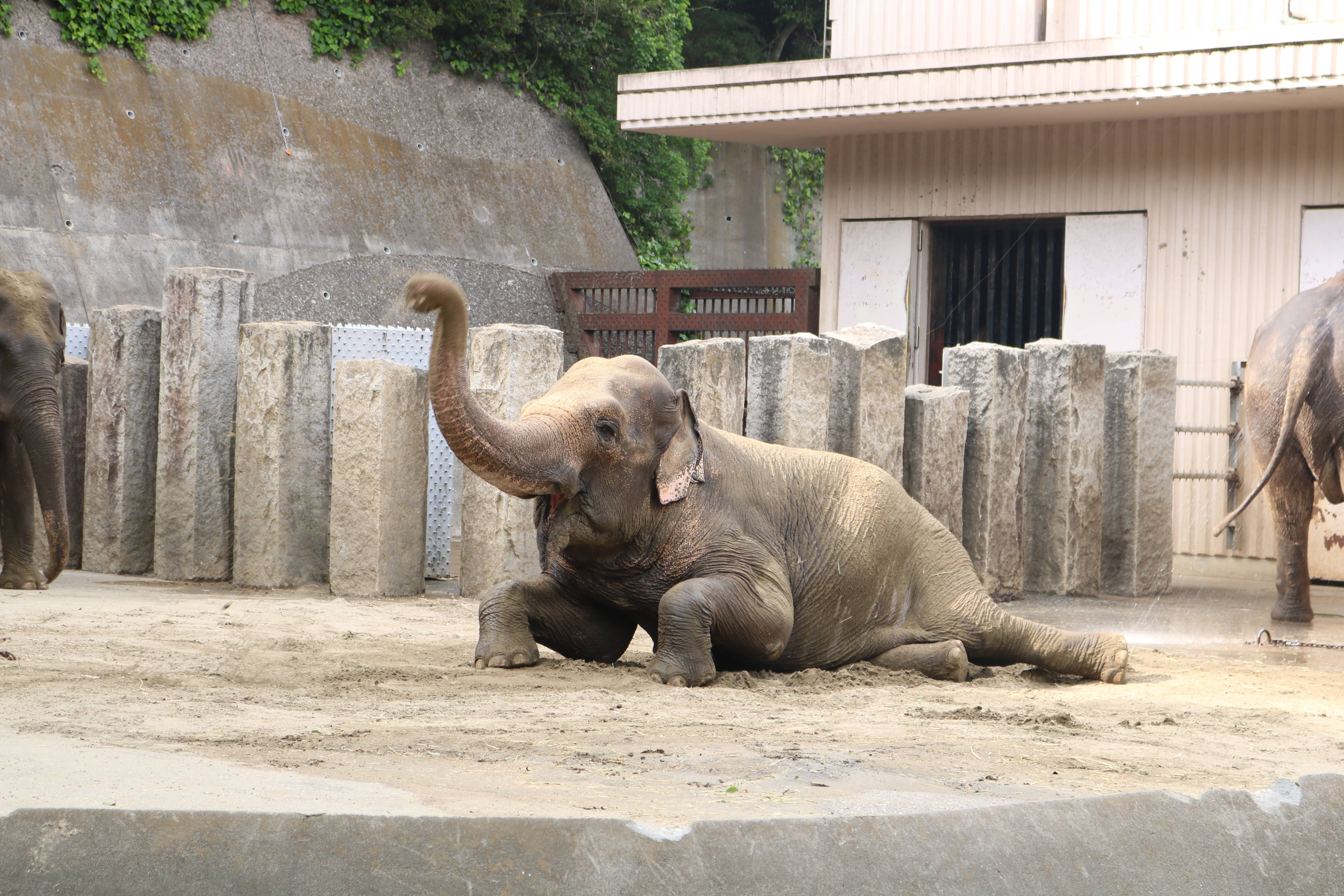 ゾウの砂山のその後 こぼれ話 金沢動物園公式サイト 公益財団法人 横浜市緑の協会