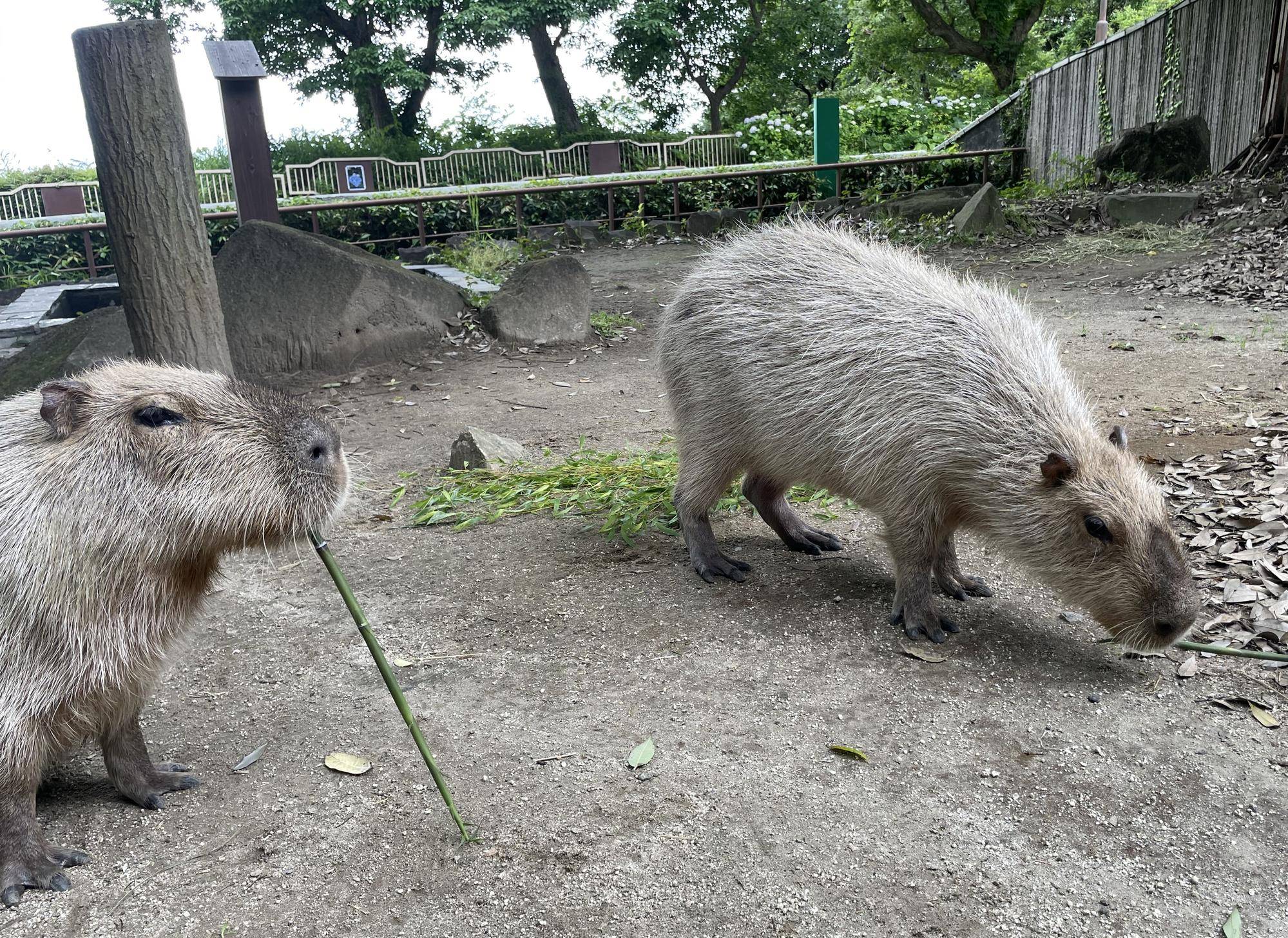 何でも食べるラザニアとグルメなドングリ コピー.jpeg