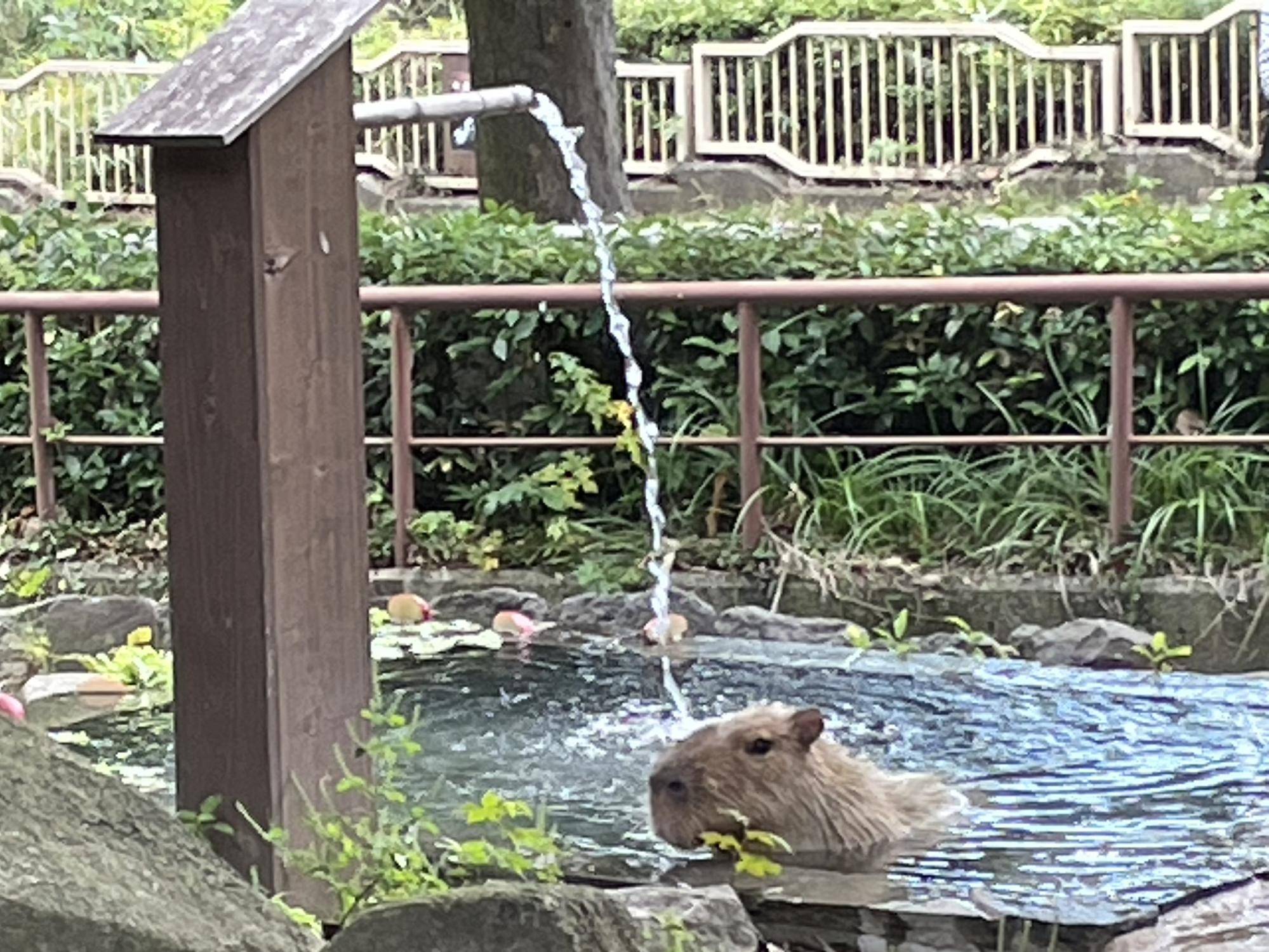 ドングリの誕生日プレゼントはレタス コピー.jpeg