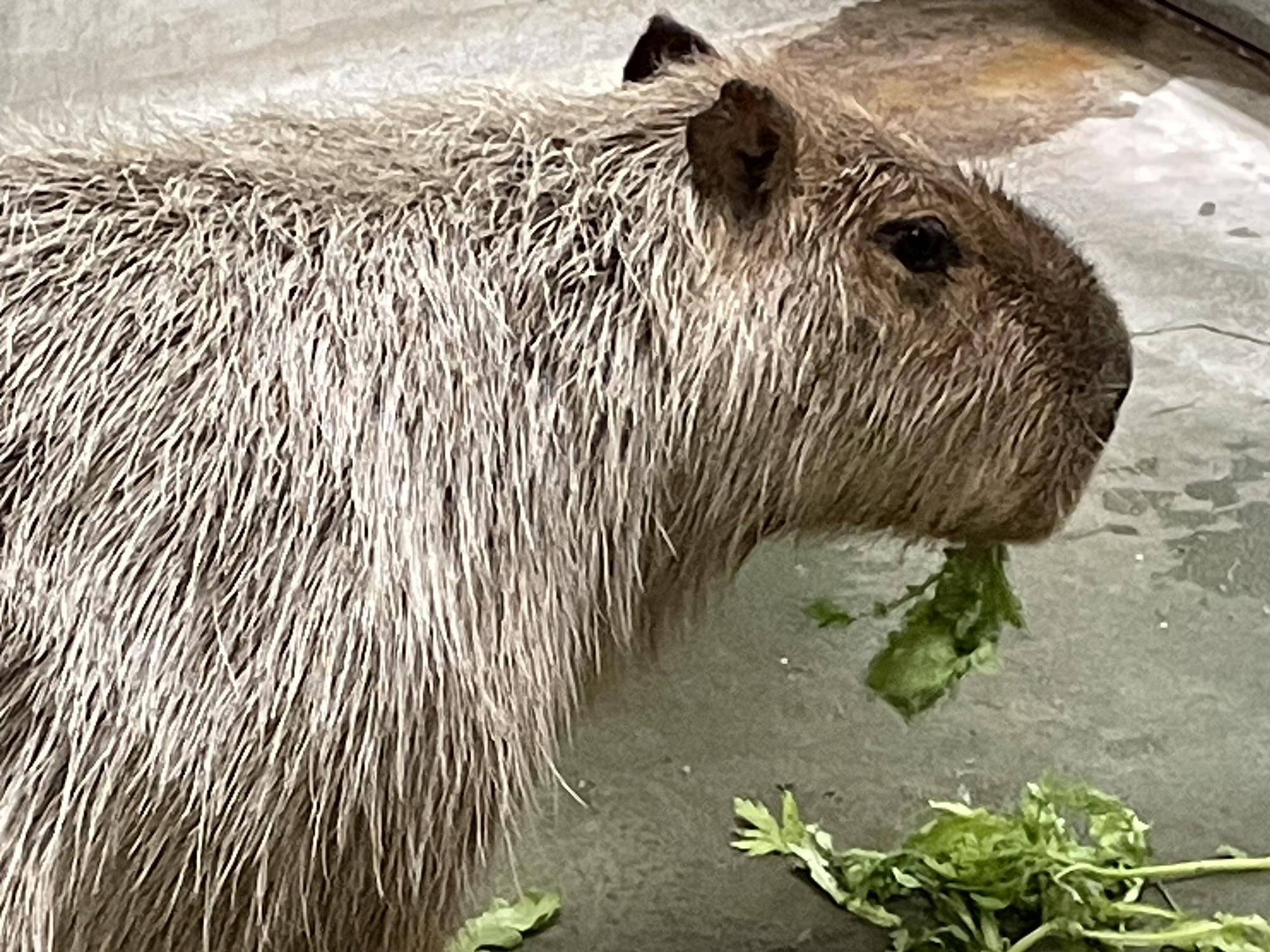 春菊を頬張るドングリ コピー.jpeg