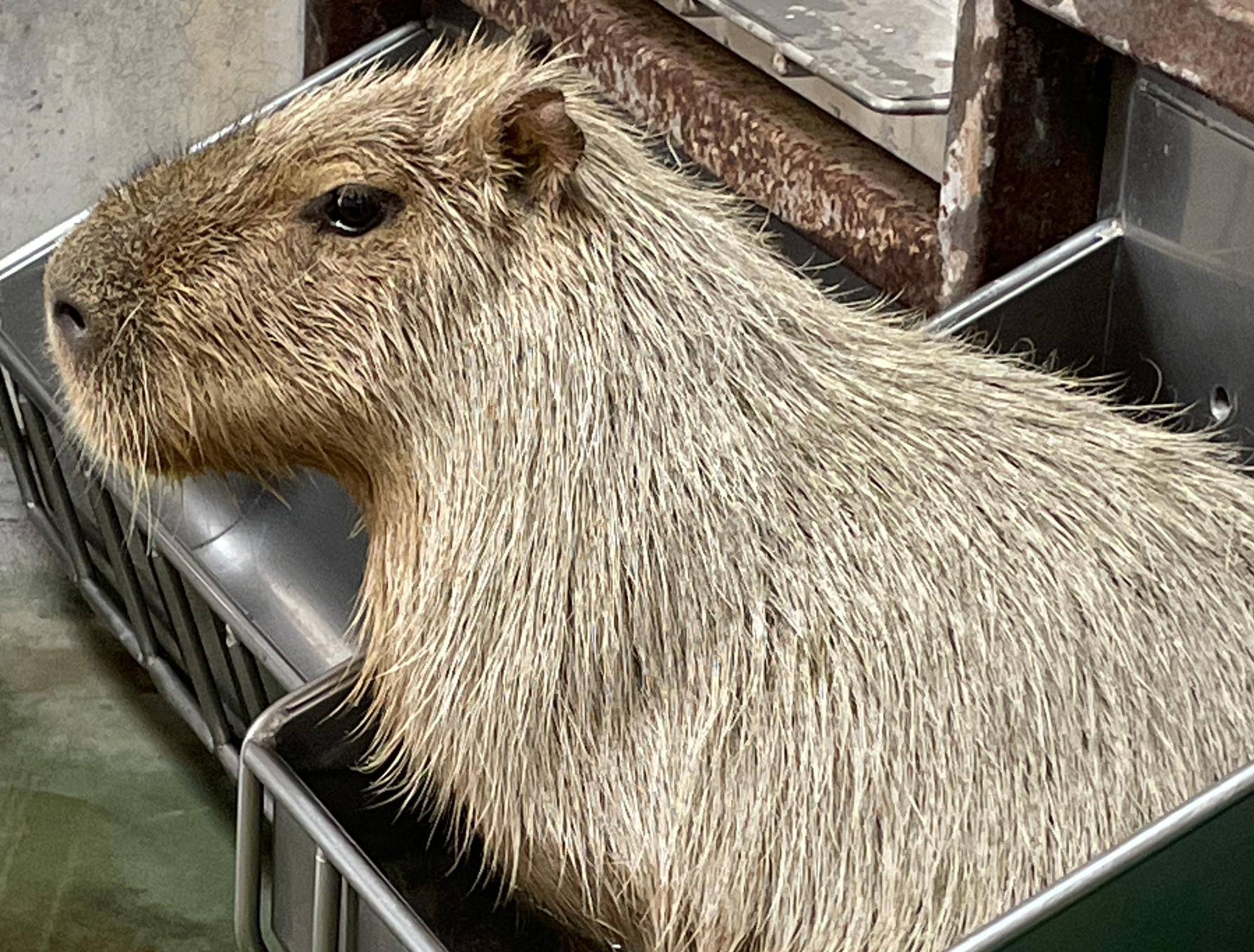 寝室にある水飲みをお風呂代わりにするドングリ コピー.jpeg