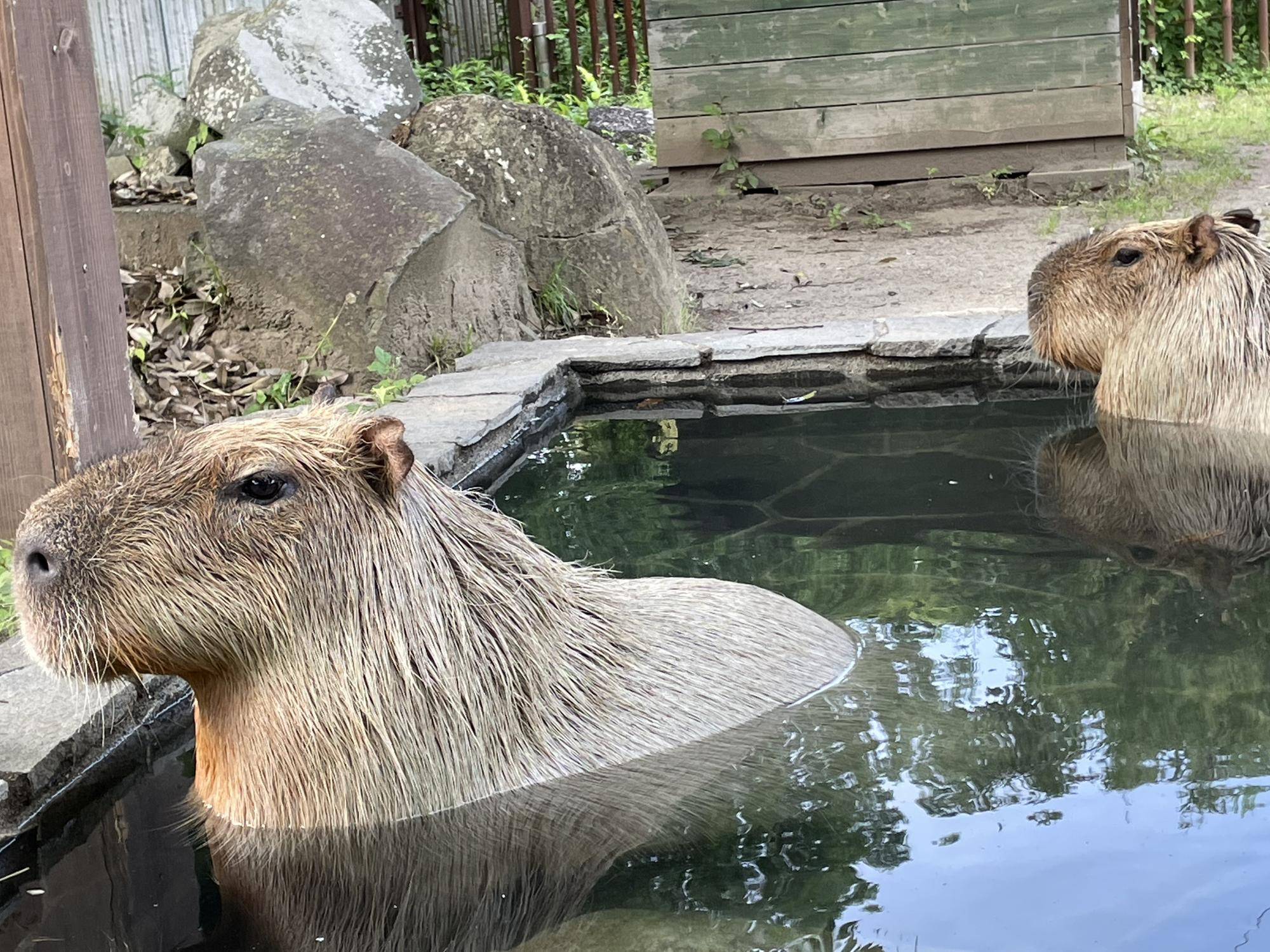 闘争前の2頭 コピー.jpeg