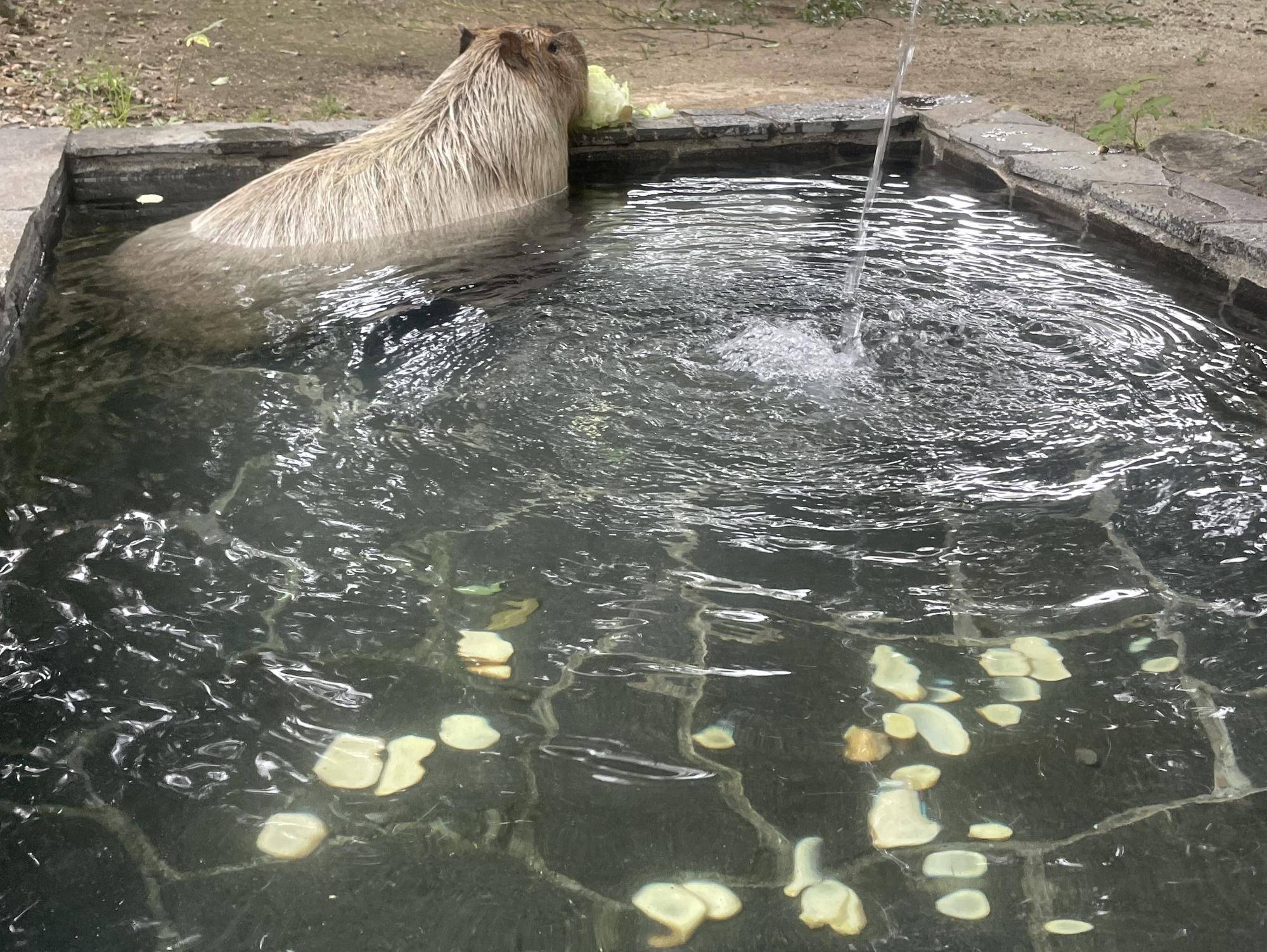 生姜湯に入りながらレタスを堪能するラザニア コピー.jpg
