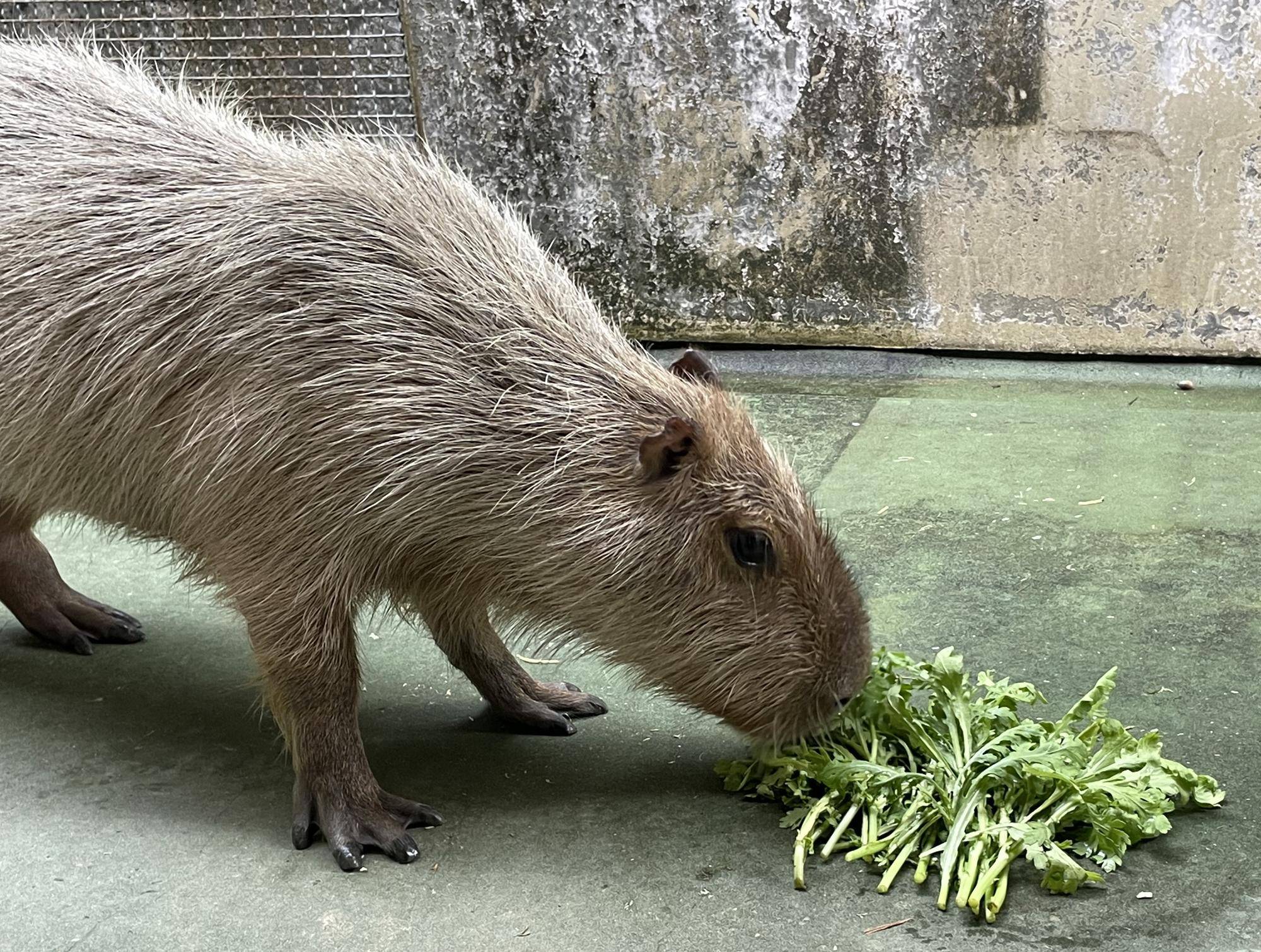 春菊のにおいを嗅ぐドングリ コピー.jpeg