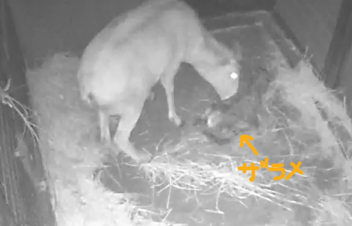 2 ザラメの起立を助けるコハル.png