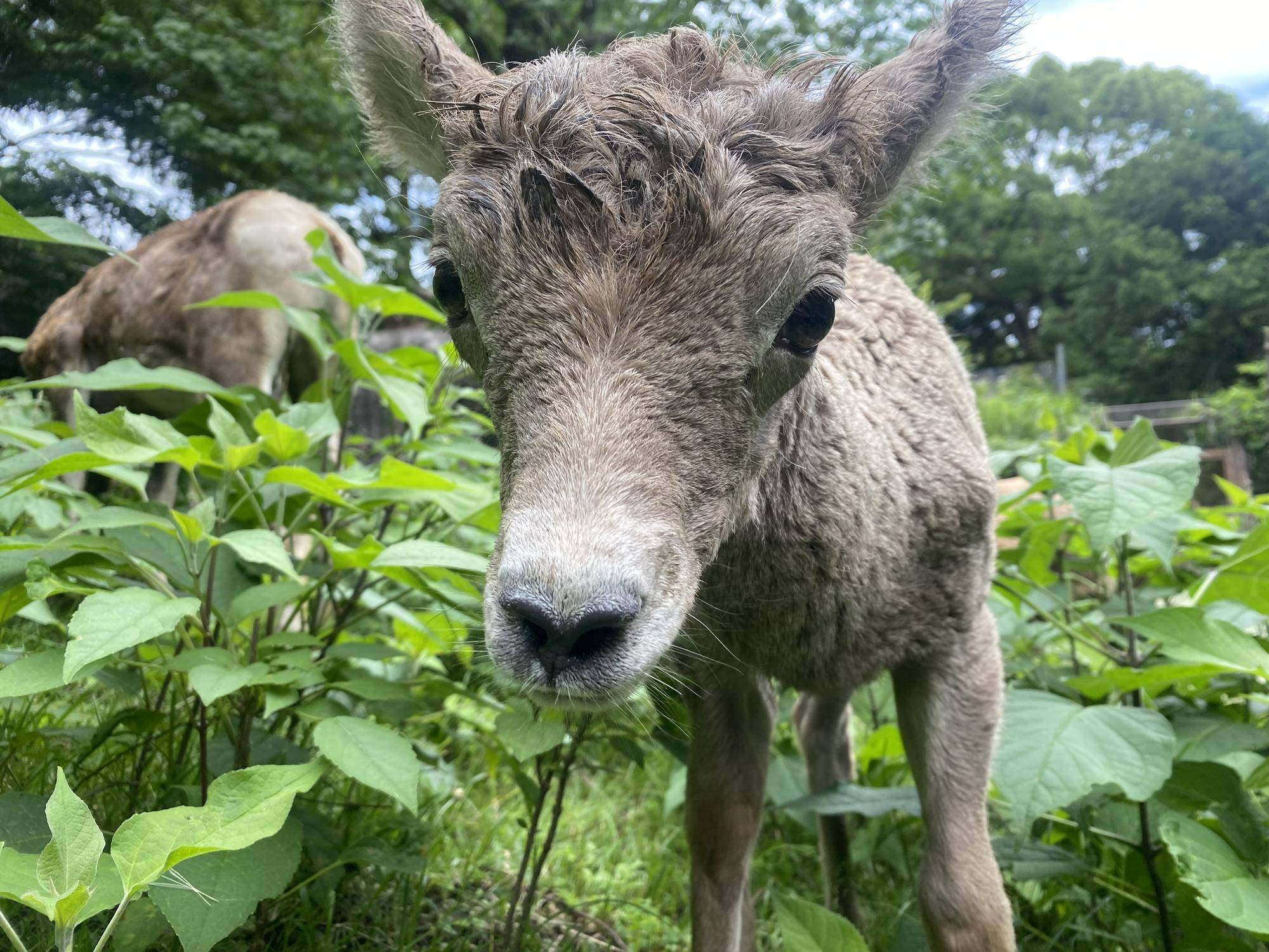 7 ザラメ展示場に出てる.jpg