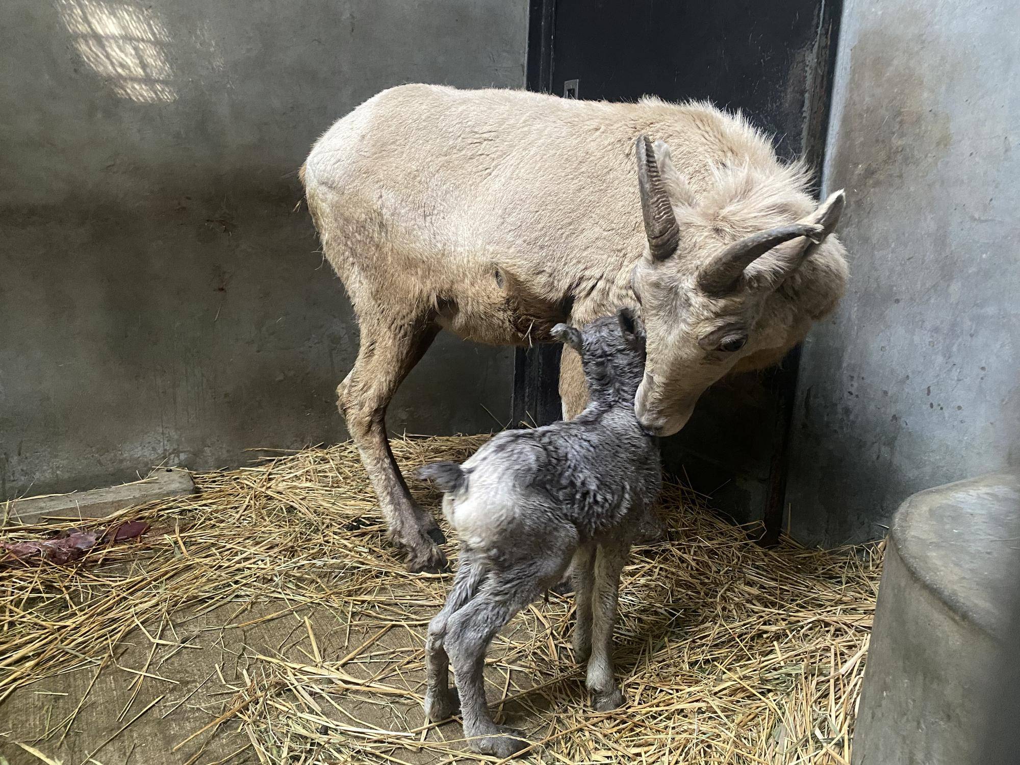 6 ザラメの体を舐めるコハル.jpg