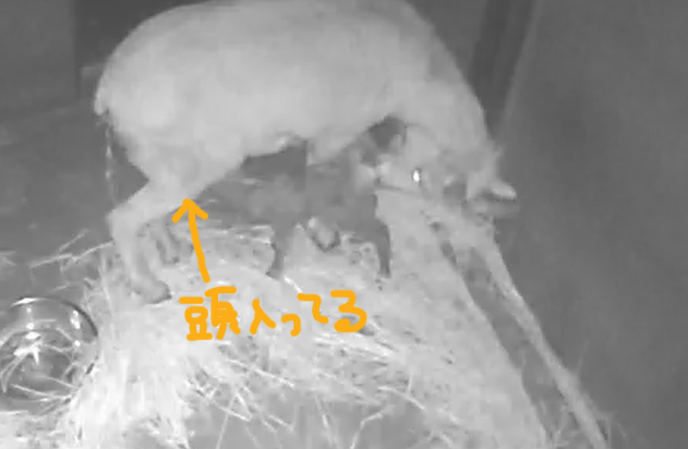 4 授乳を確認.png