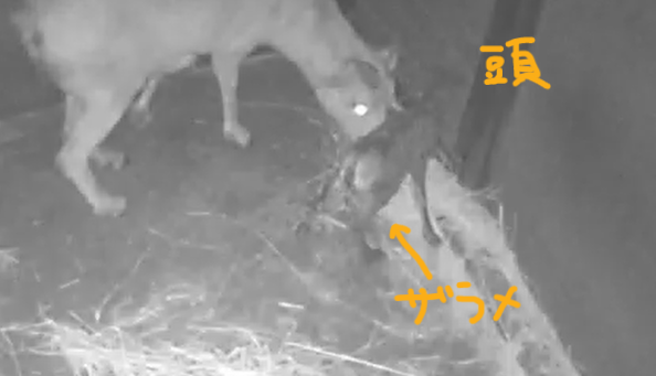 3 ザラメ起立.png