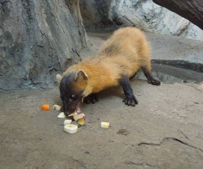 テンのお見合い 動物トピックス 野毛山動物園公式サイト 公益財団法人 横浜市緑の協会