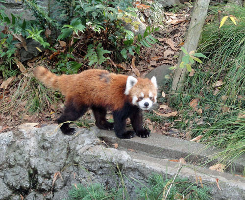 レッサーパンダの冬の味覚は 動物トピックス 野毛山動物園公式サイト 公益財団法人 横浜市緑の協会