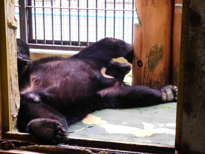 夏のクマたちの写真