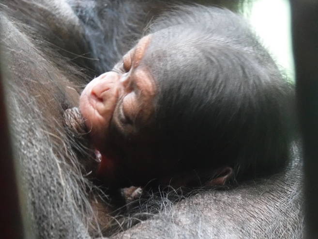 チンパンジーの赤ちゃんが生まれましたの写真