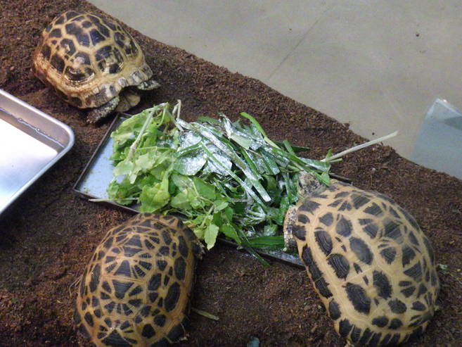 キバラクモノスガメ休眠中の写真