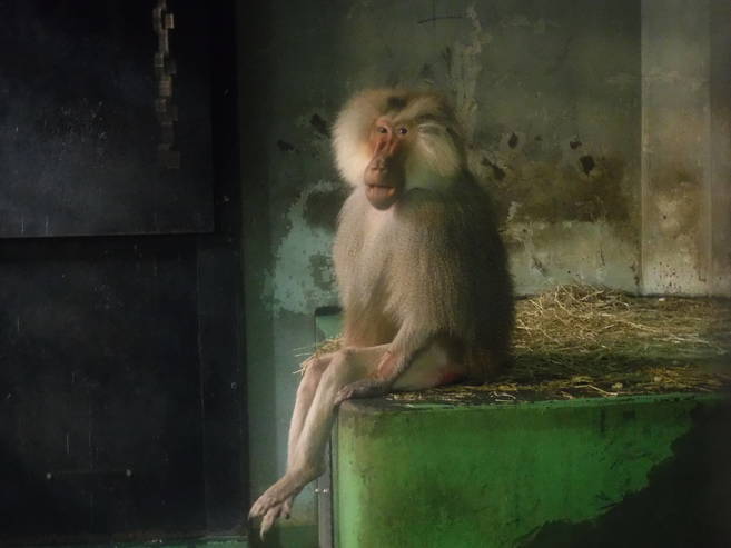 マントヒヒのロンの写真