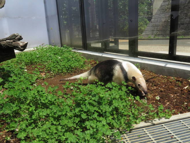 アサヒの1日~出勤編~の写真