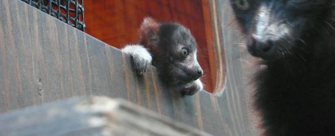 赤ちゃんが生まれました ~アカエリマキキツネザル~の写真