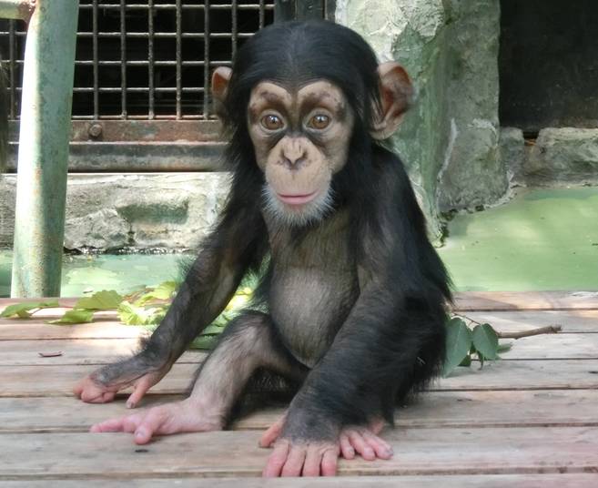動物感謝祭~特別ガイド~の写真