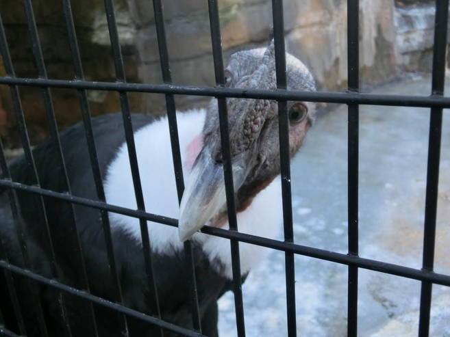 大掃除で野毛山動物園の歴史を感じるの写真