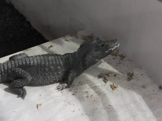 ニシアフリカコガタワニのよくある質問の写真
