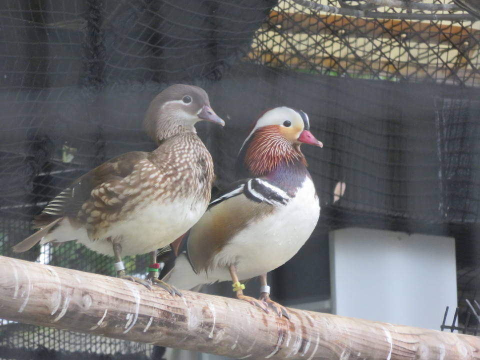 オシドリの衣替え 動物トピックス 野毛山動物園公式サイト 公益財団法人 横浜市緑の協会