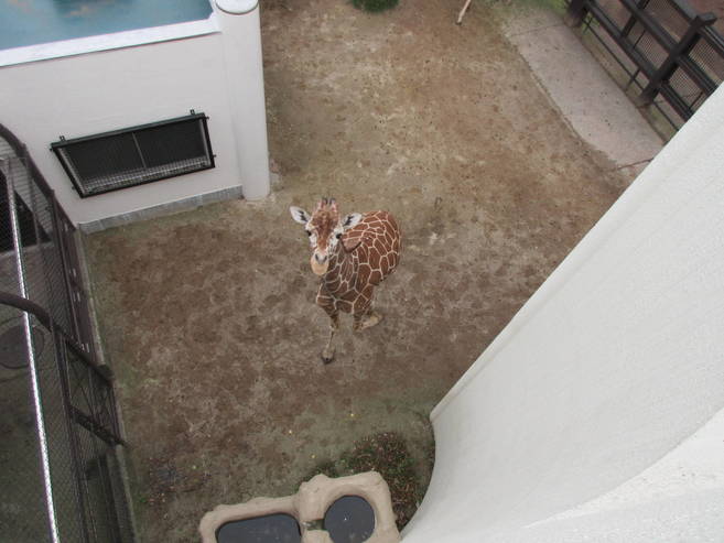 キリンとこんにちは!の写真