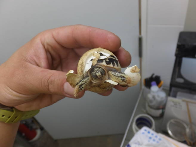 インドホシガメ幼稚園の写真