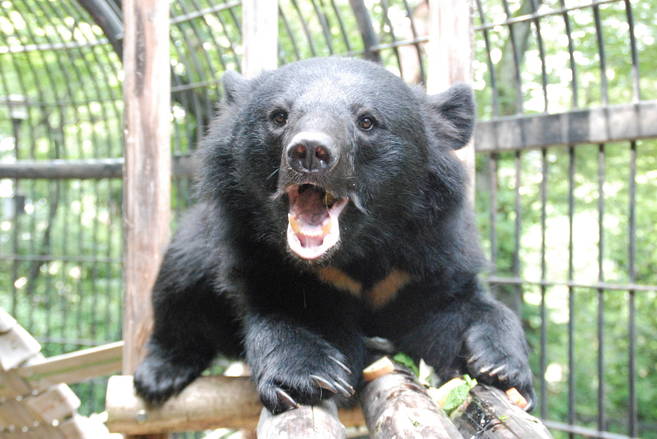 環境パネル展「クマたちのふるさと」の写真