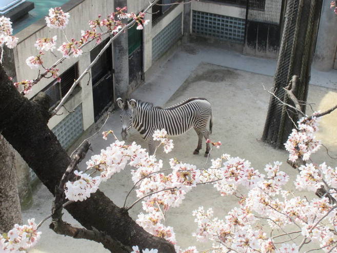 「モモタロウ」ありがとうの写真