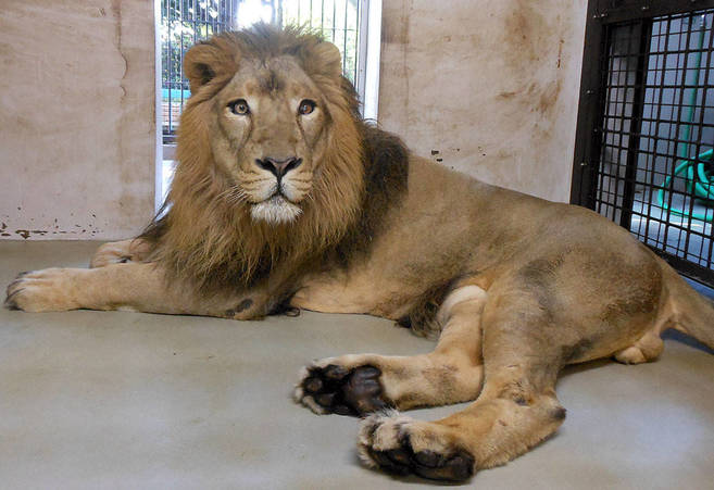 肉球くらべ トラ ライオンの巻 ブログ 野毛山動物園公式サイト 公益財団法人 横浜市緑の協会