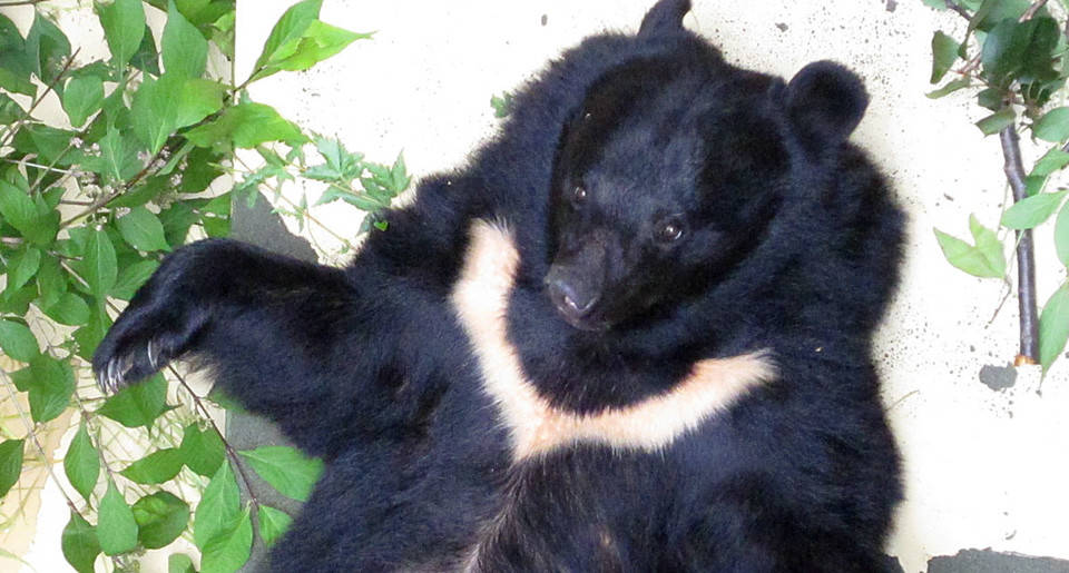 肉球くらべ ツキノワグマの巻 ブログ 野毛山動物園公式サイト 公益財団法人 横浜市緑の協会