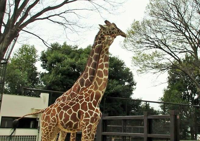 「そら」と「モミジ」にも春が来た?の写真