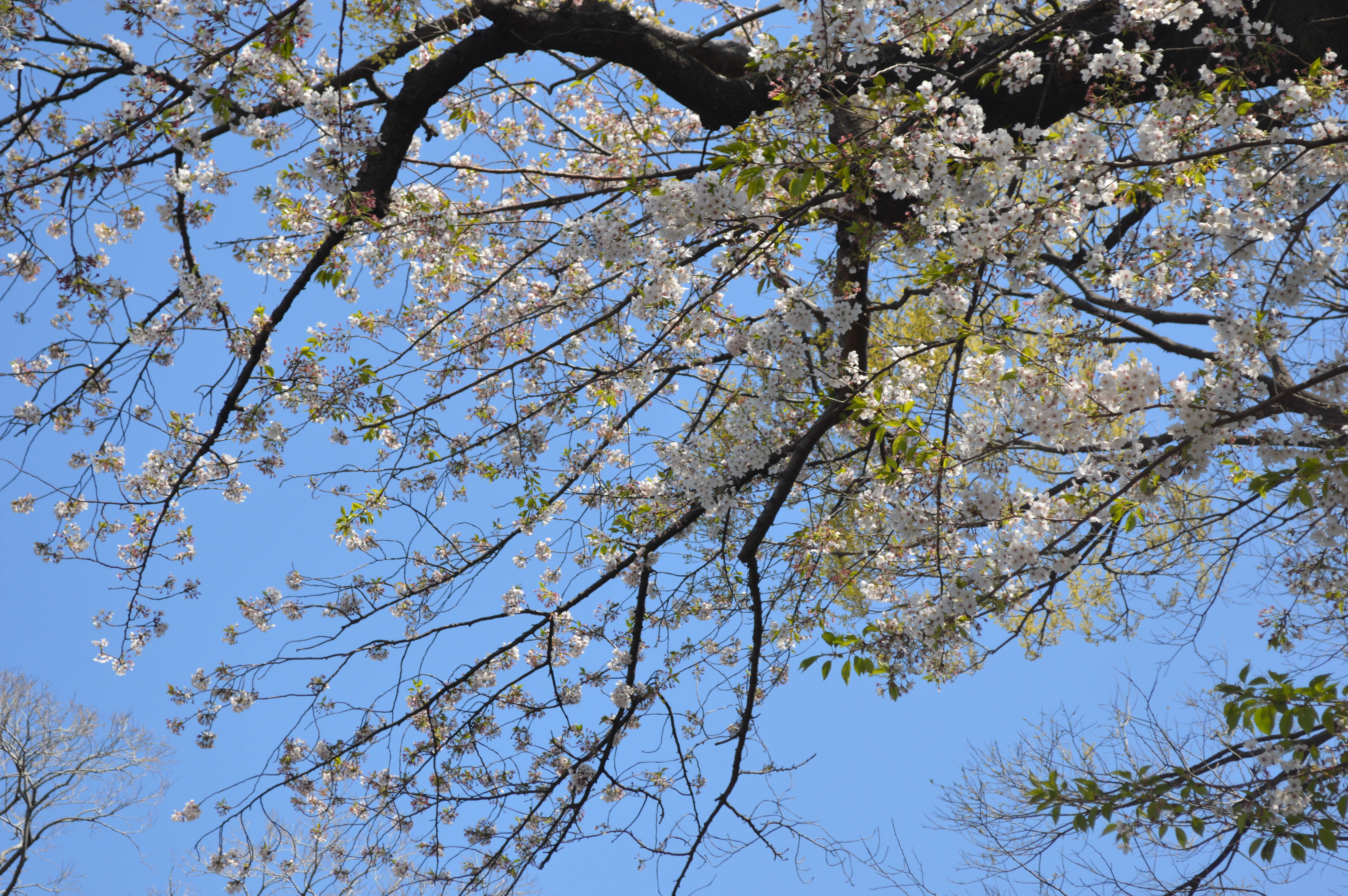 桜吹雪 桜開花 野毛山動物園公式サイト 公益財団法人 横浜市緑の協会