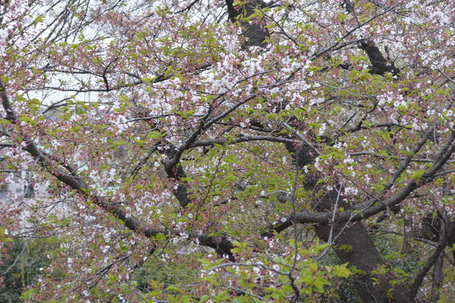 ありがとう桜の写真