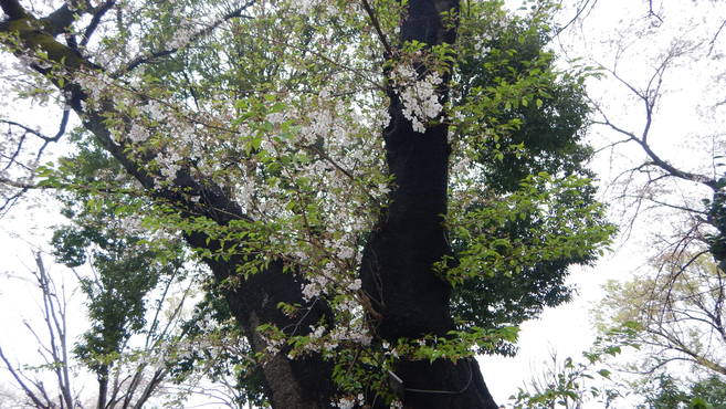 桜情報の写真