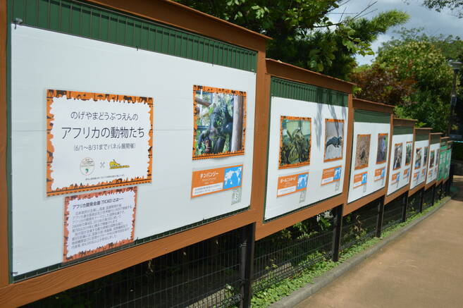 パネル展「のげやまどうぶつえんのアフリカの動物たち」開催中!の写真