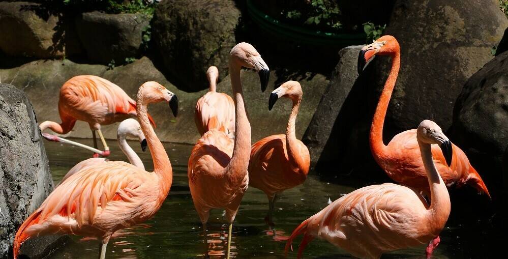 フラミンゴの暑さ対策 動物トピックス 野毛山動物園公式サイト 公益財団法人 横浜市緑の協会
